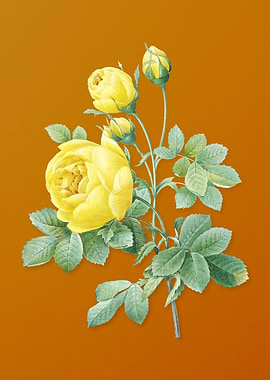 Vintage Yellow Rose Flower