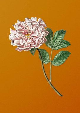 Vintage Tree Peony Flower