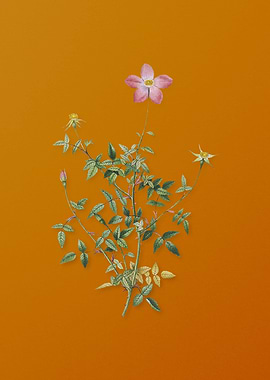 Single Dwarf Chinese Rose