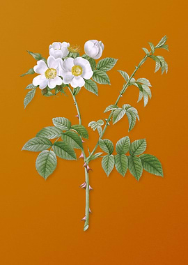 White Flowered Rose Flower