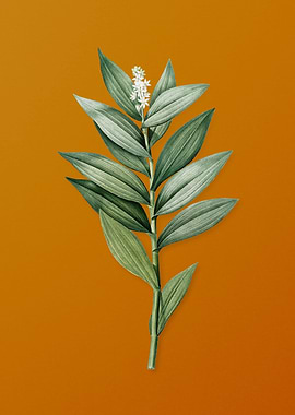 Vintage Smilacina Stellata