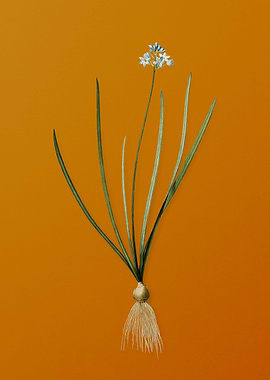 Vintage Spring Squill