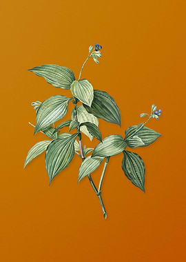 Tradescantia Erecta Flower