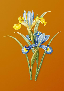 Vintage Spanish Iris