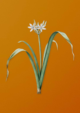Small Flowered Pancratium