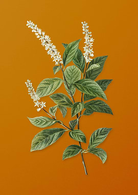 Virginia Sweetspire Flower