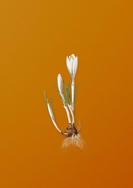 Vintage Spring Crocus