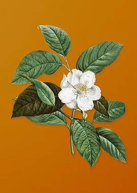 Vintage Stewartia Tree