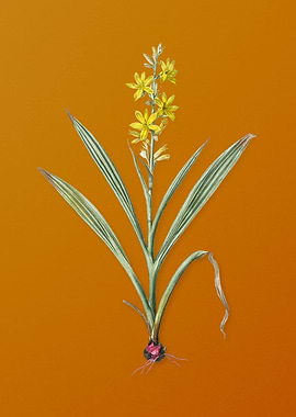 Wachendorfia Thyrsiflora