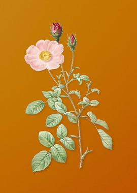 Vintage Sparkling Rose