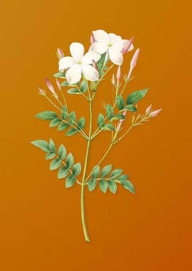 Vintage Spanish Jasmine