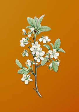 Vintage White Plum Flower