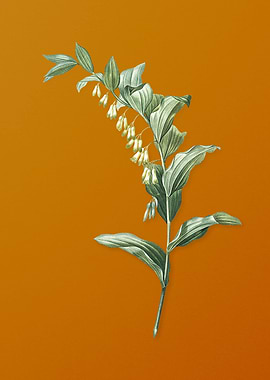 Vintage Solomons Seal