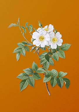 Vintage White Rosebush