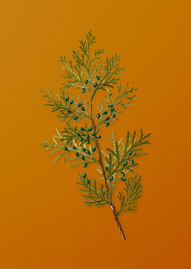 Vintage Virginian Juniper