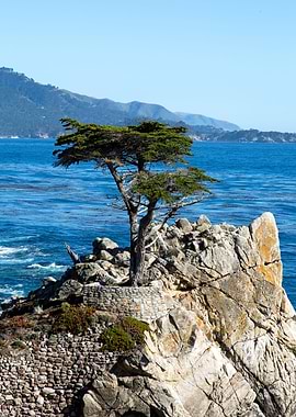 Tree at the Rock Sea Beach
