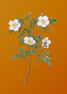 White Candolles Rose