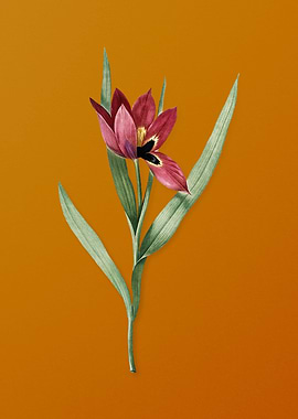 Tulipa Oculus Colis Flower