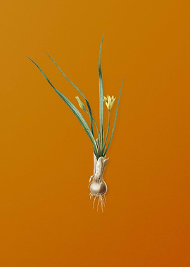 Vintage Weevil wort Flower