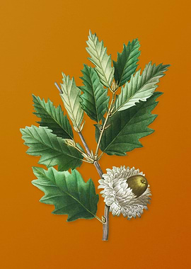 Vintage Valonia Oak Flower