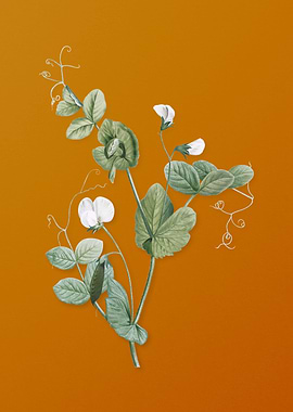 Vintage White Pea Flower