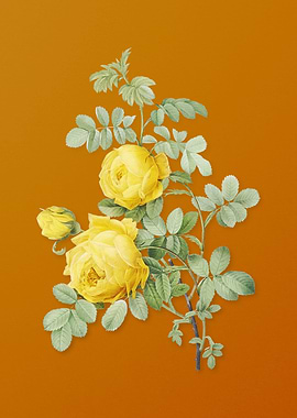 Vintage Sulphur Rose