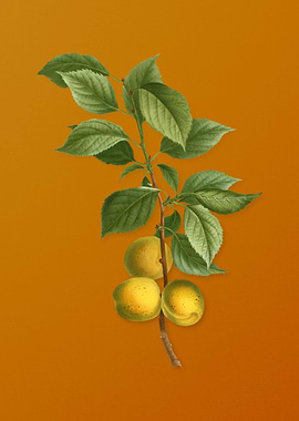 Vintage Brianon Apricot