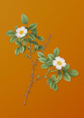 Spiny Leaf Rose of Dematra