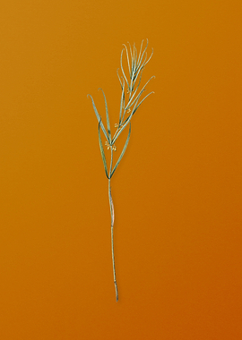 Siberian Solomons Seal