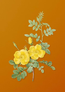 Yellow Sweetbriar Roses
