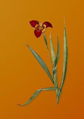 Vintage Tiger Flower