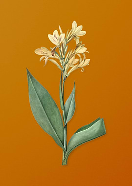 Vintage Water Canna Flower