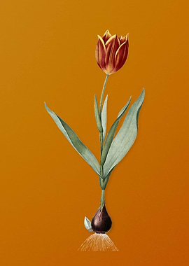 Vintage Tulip Flower