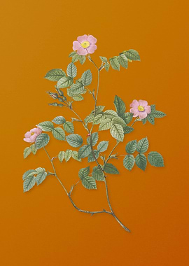 Vintage Sweetbriar Rose