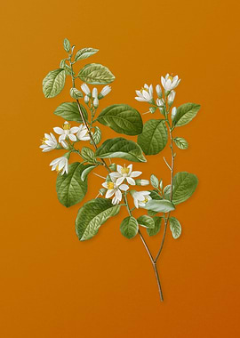 Vintage Snowdrop Bush