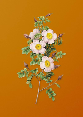 Thornless Burnet Rose