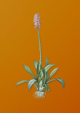 Vintage Swamp Pink Flower