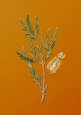 Swamp Paperbark Branch