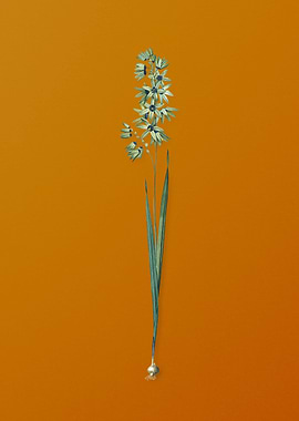 Vintage Turquoise Ixia