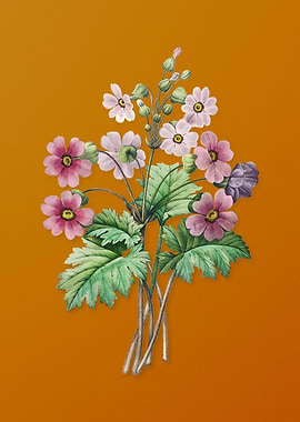 The Chinese Primrose