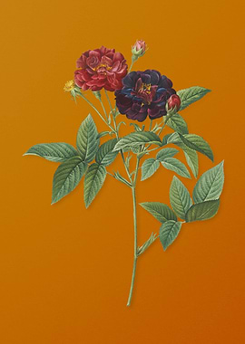 Vintage Van Eeden Rose