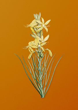 Vintage Yellow Asphodel