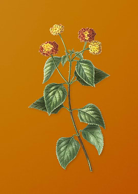 Vintage Tickberry Flower