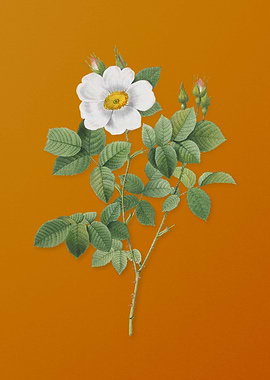 Twin Flowered White Rose