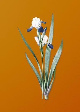 Vintage Tall Bearded Iris