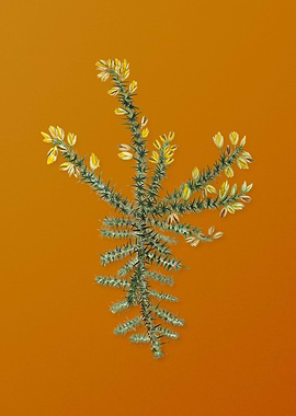 Yellow Gorse Flower Flower