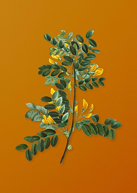 Vintage Siberian Pea Tree