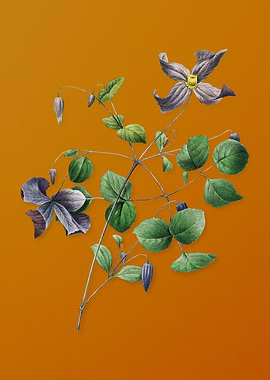 Vintage Virgins Bower