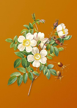 White Candolle Rose Flower