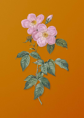 Tea Scented Roses Bloom